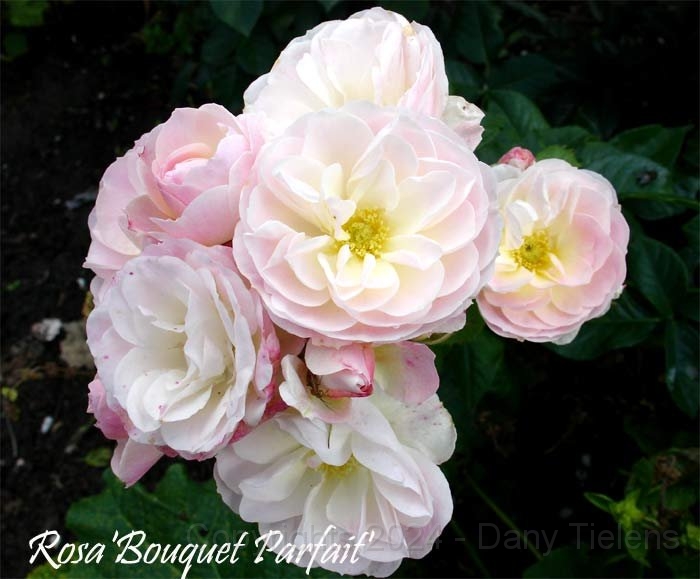 Rosa - Bouquet-Parfait.jpg